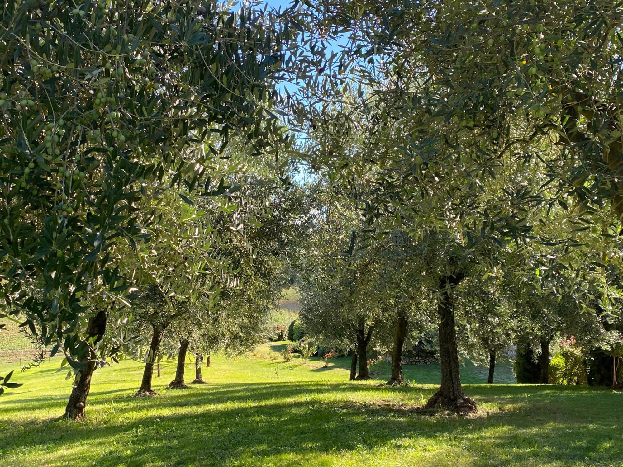 Podere Casanuova San Gimignano Zewnętrze zdjęcie