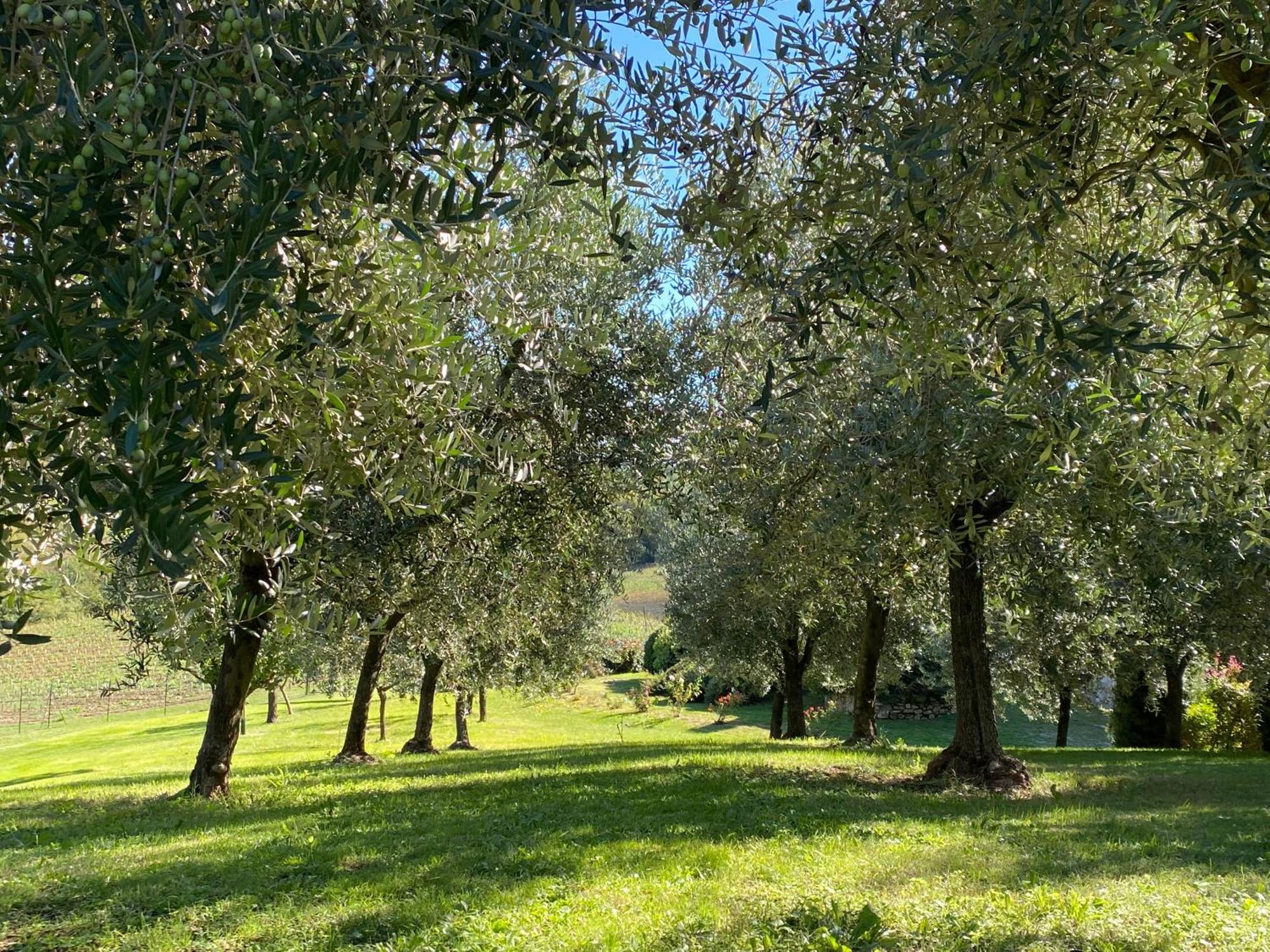 Podere Casanuova San Gimignano Zewnętrze zdjęcie